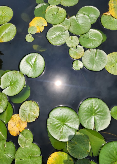 обои leaf, liquid