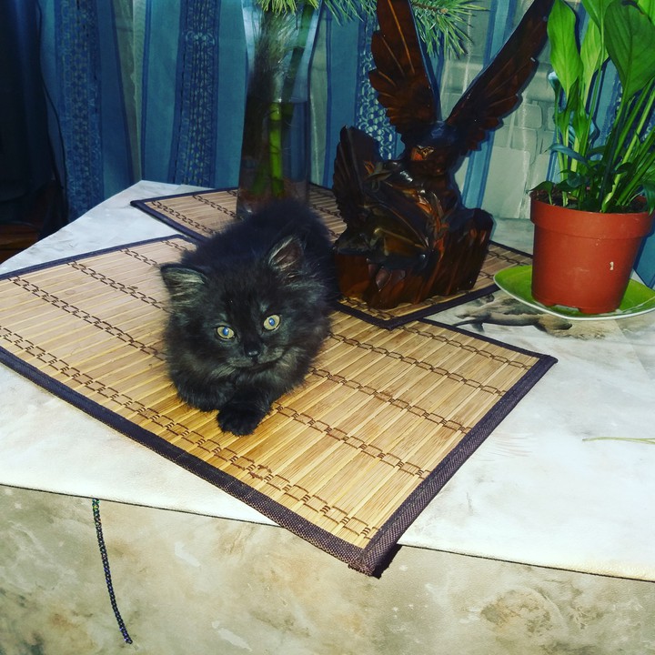 котики
