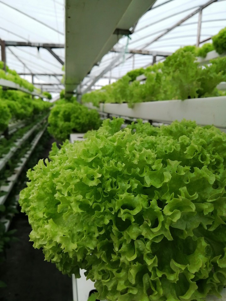 lettuce farm