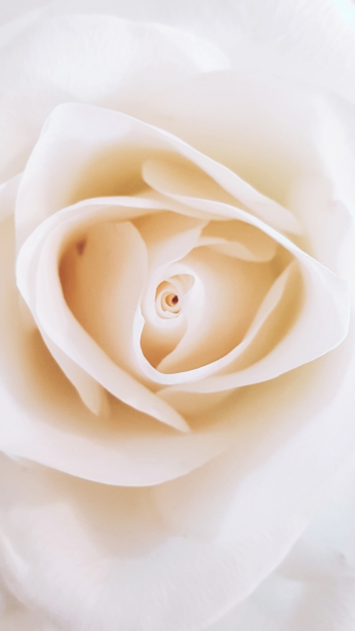 white rose