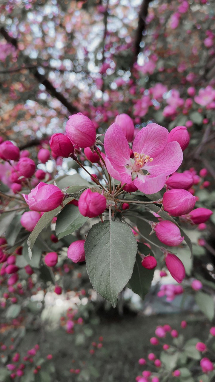 spring