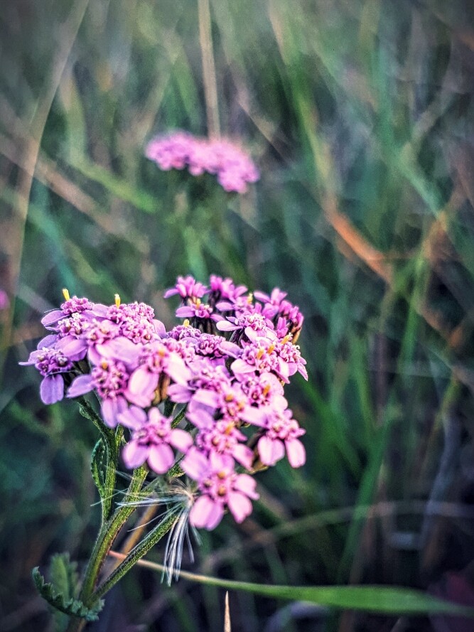 pink flower