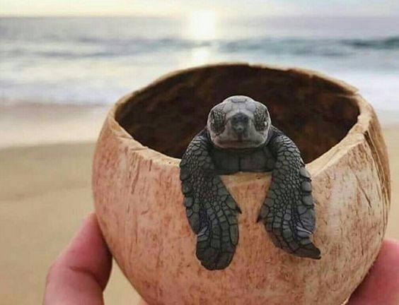 turtle ?