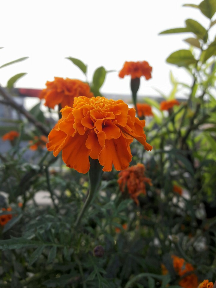 orange flower