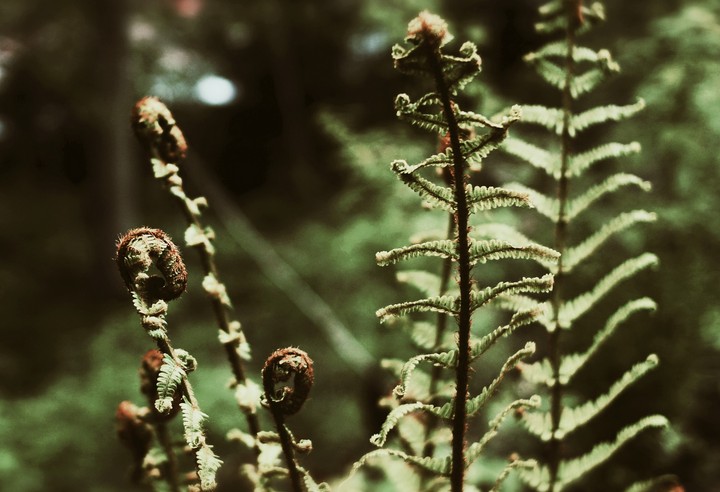 farn in the forest