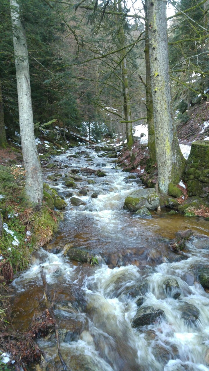 Mein Besuch im Schwarzwald