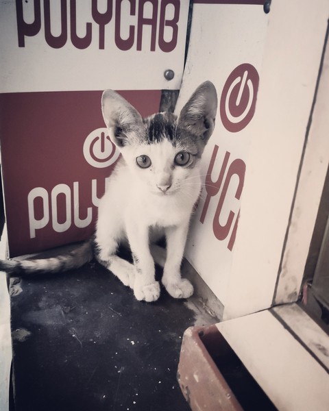 kitten