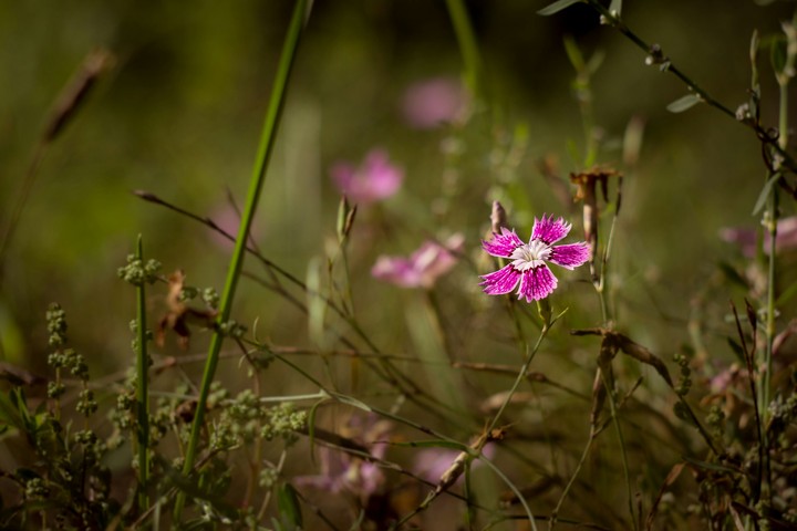 Wild flower