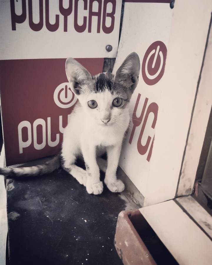 kitten