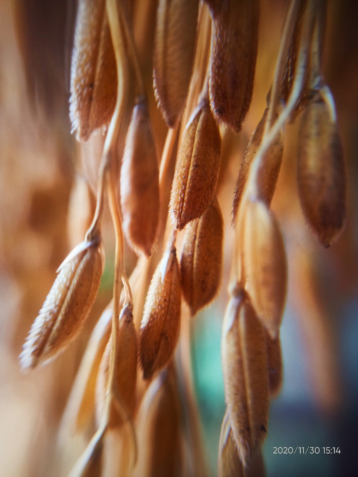 grains ?