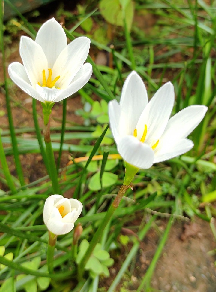 white rain lillies