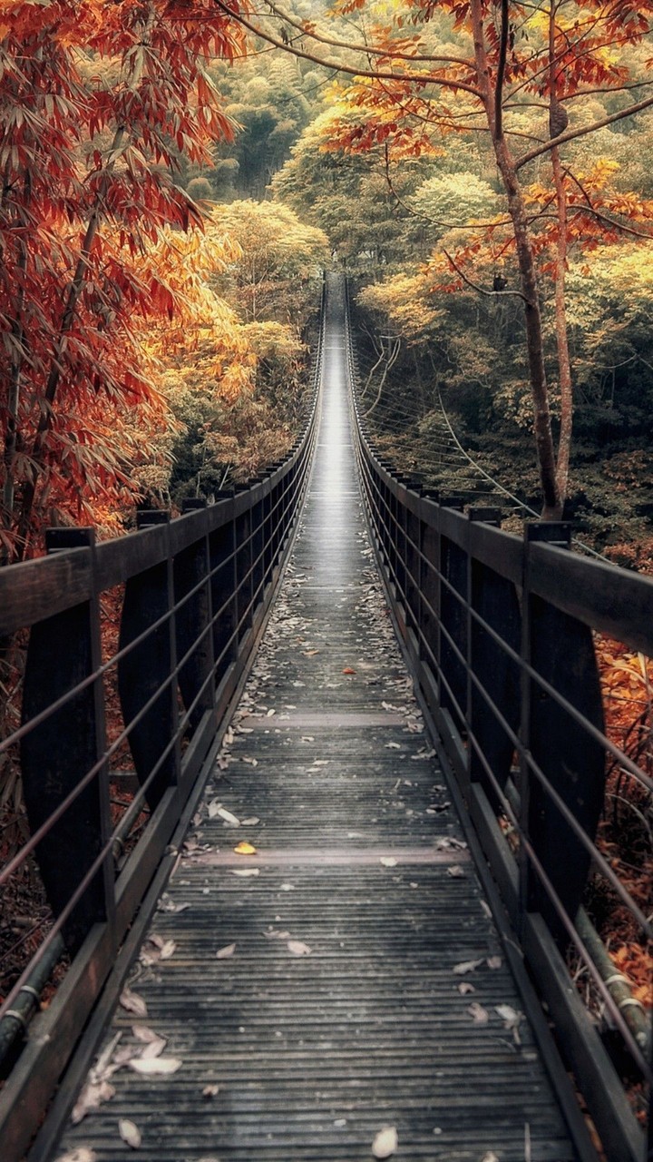 Forest beauty