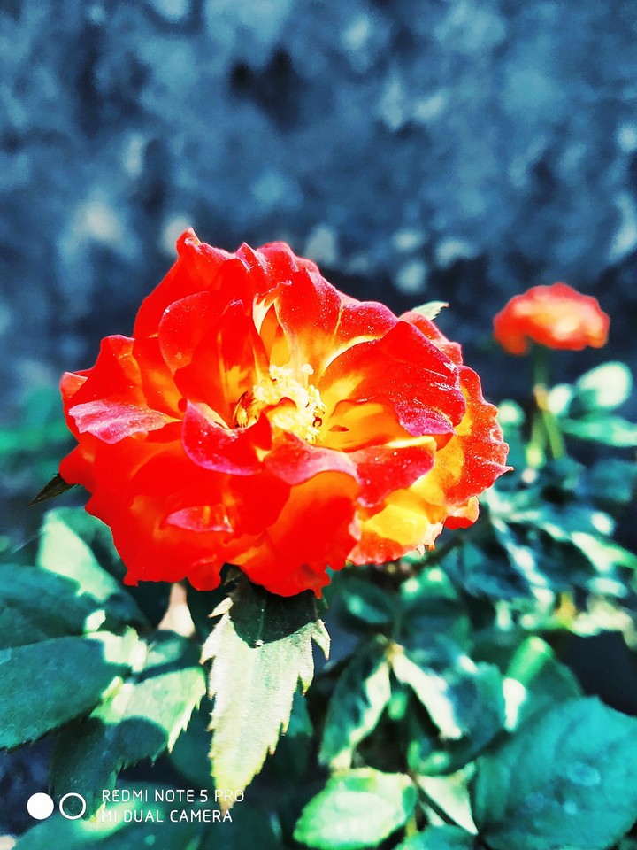 Happiness held is the seed; Happiness shared is the flower.