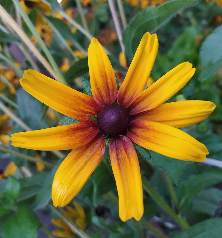 Last of summer