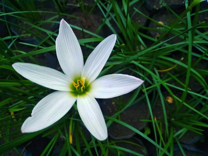 white beautiful flower