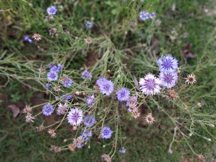 bloom