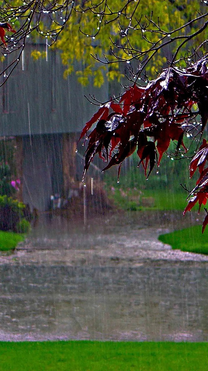 Rain