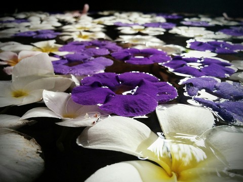 frangipani