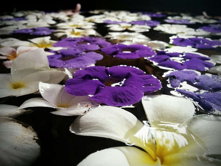 frangipani