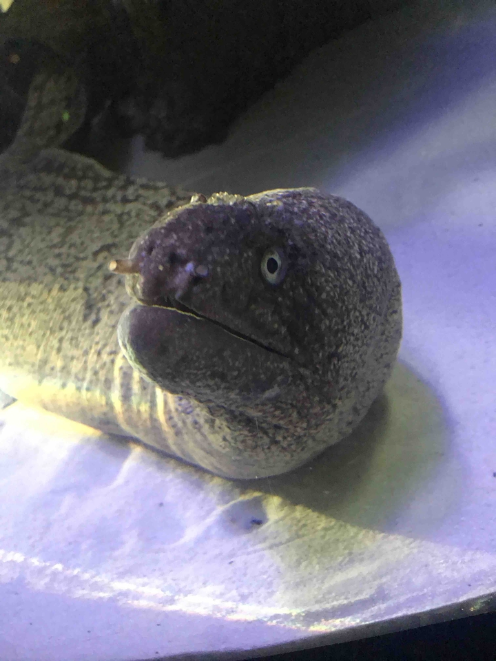 The Eel