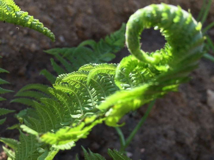 Green fern