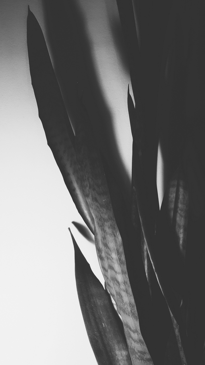 plant