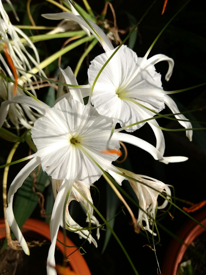white beautiful flower..