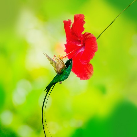 green&red