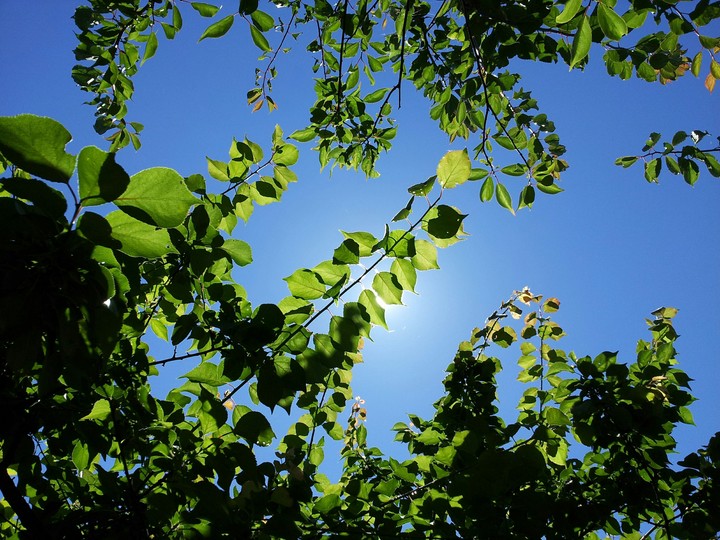 Plum tree