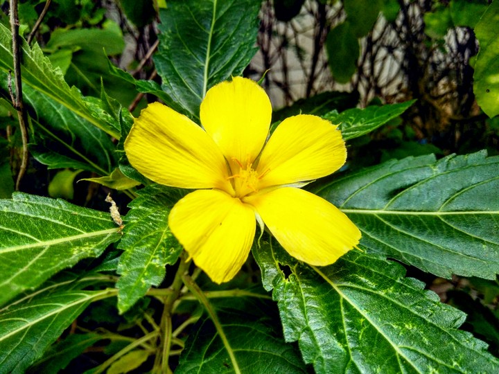 flower