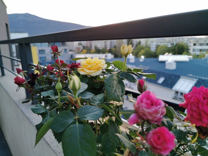 #roses #flowers #terasa