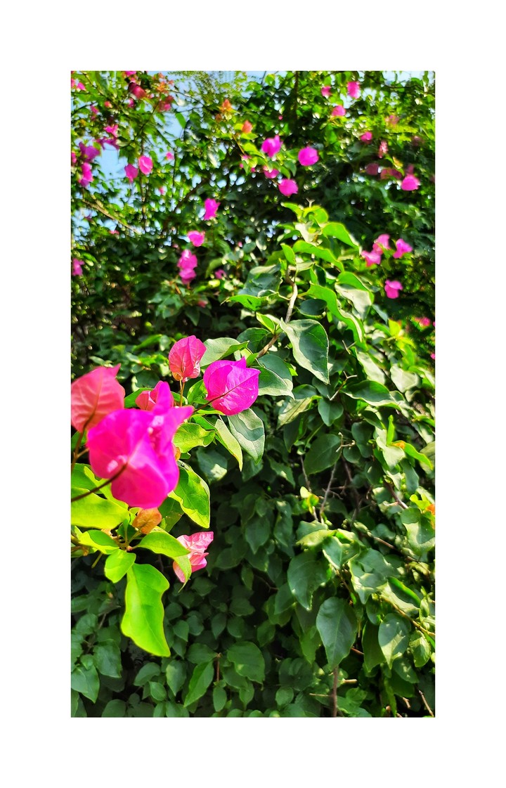 Nature