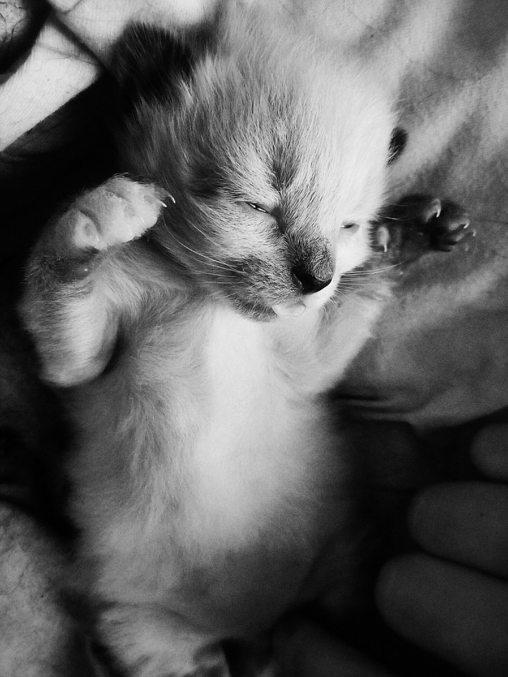 Caat:3
