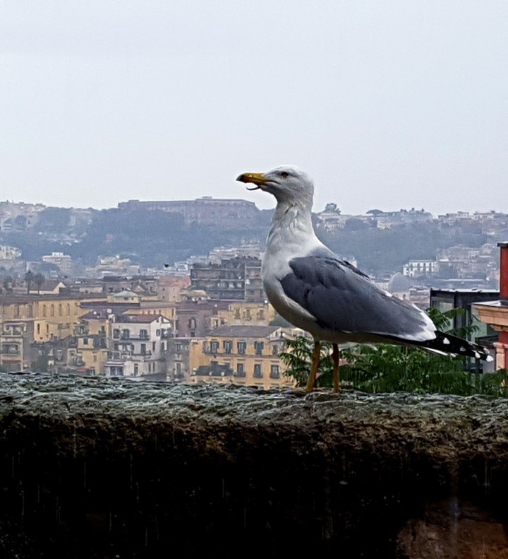 Seagull