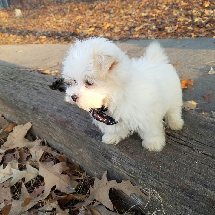 puppy
