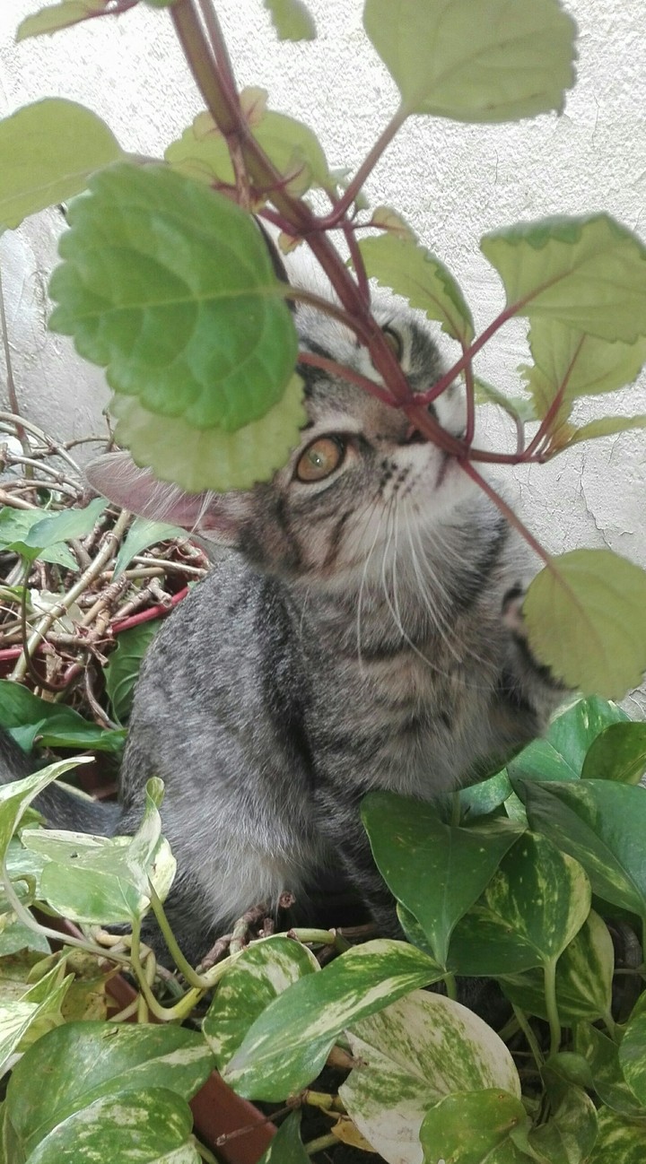 Camuflaje