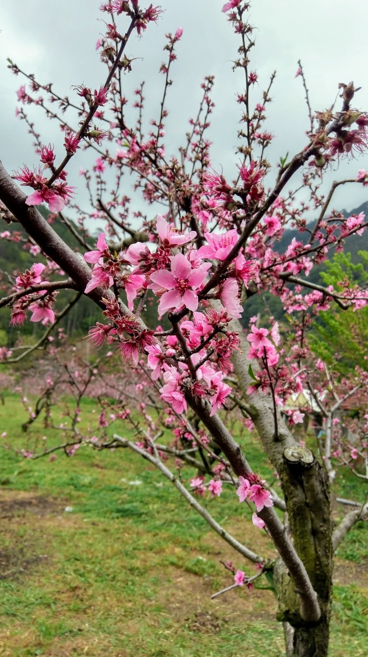 桃花