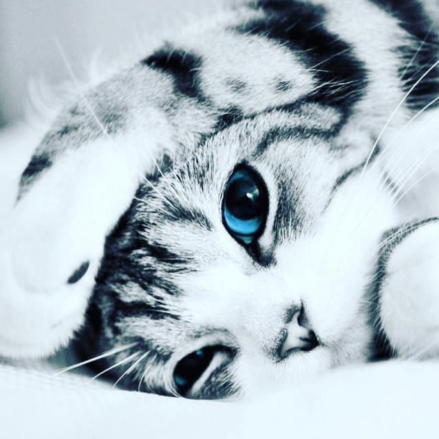 cAt ?