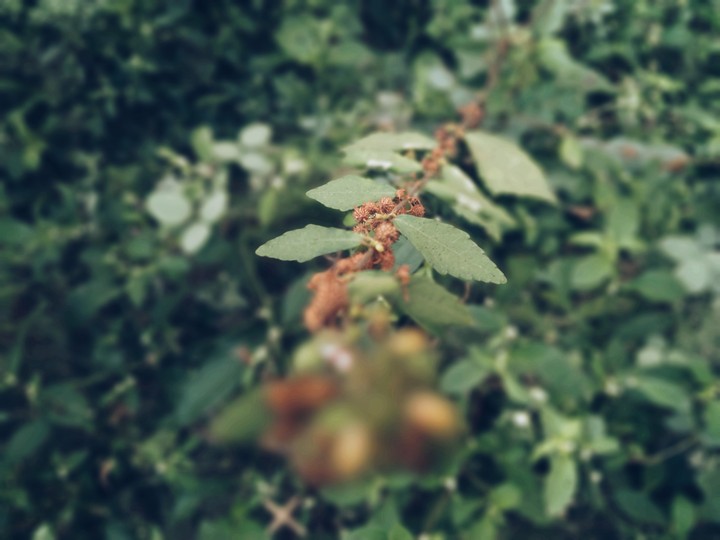 leaf