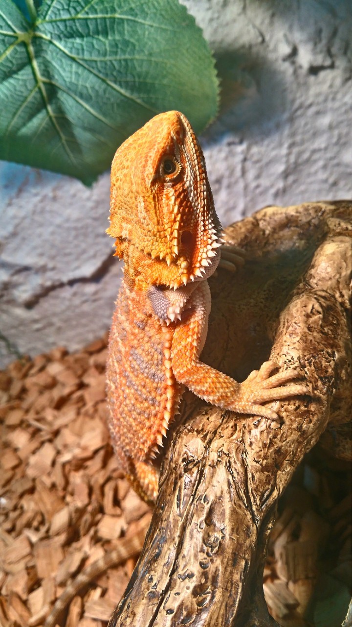bearded dragon