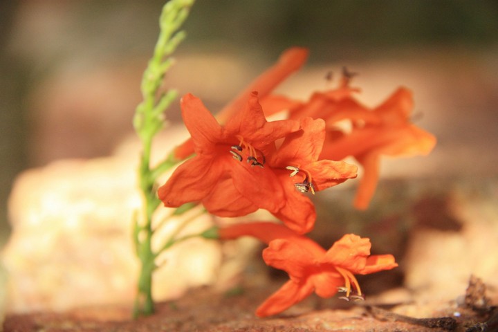 red wash 2