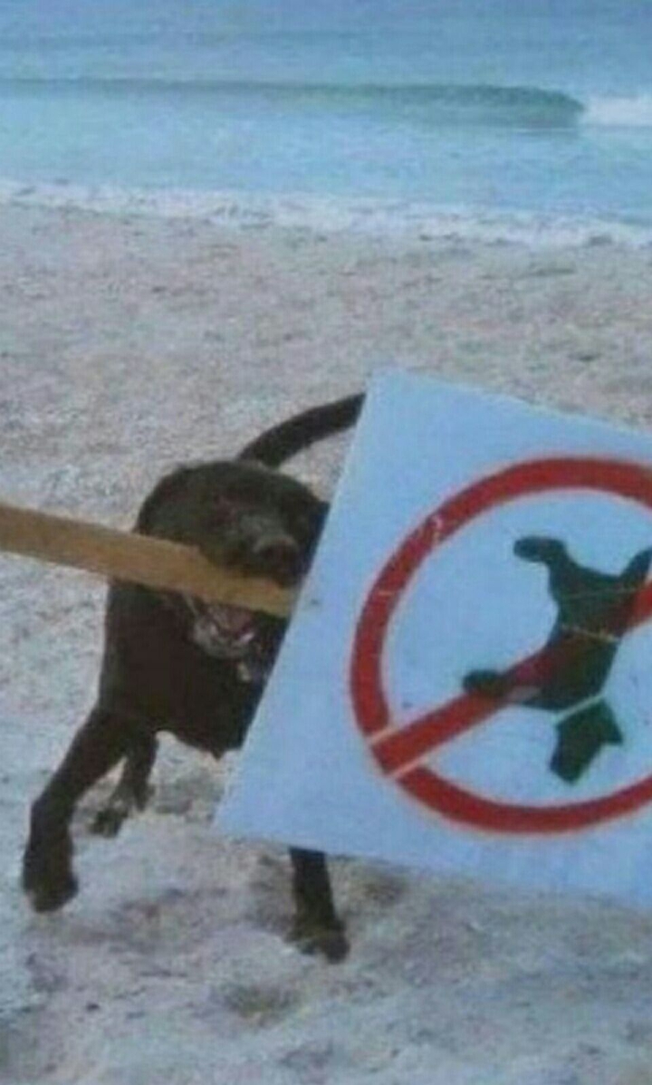 tacskó