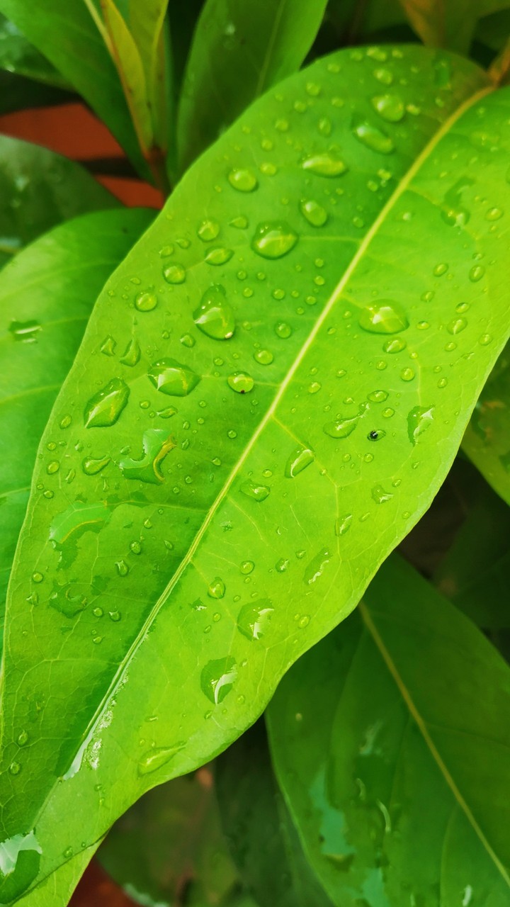 green leaf
