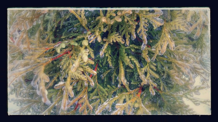icy tree