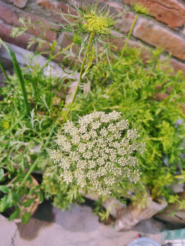 carrot plant flower