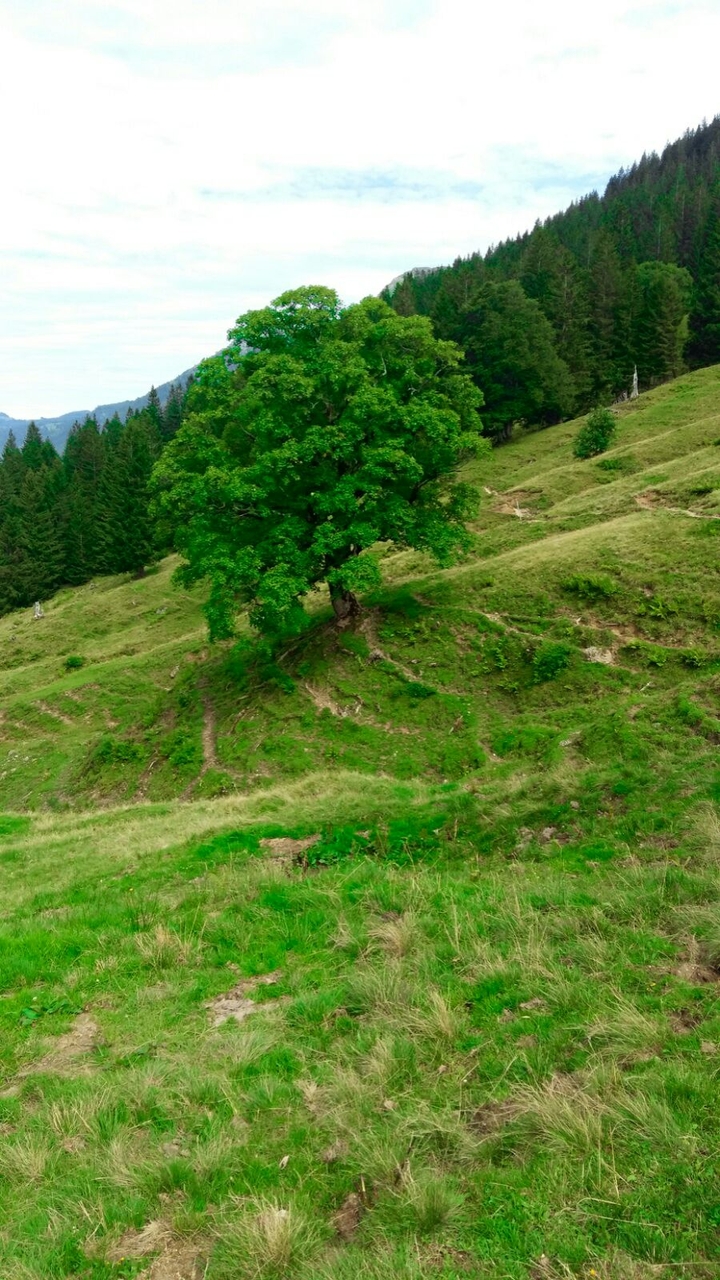 lonely tree