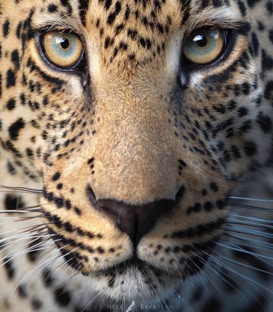 hypnotic eyes