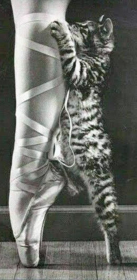 felidae, foot wallpapers