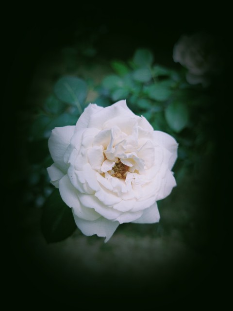 רקעים plant, rose