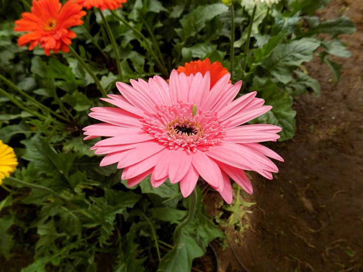 flower